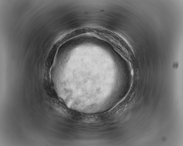 X0000099510823200805291147