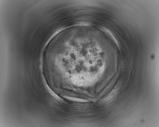 X0000099510851200805291148