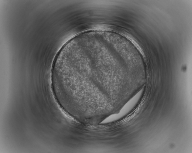 X0000099510853200805291148