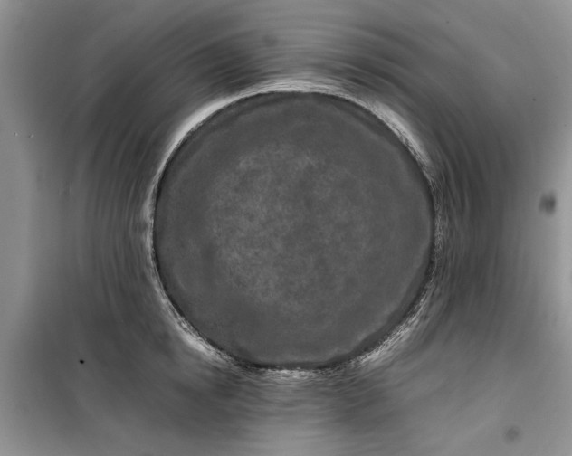 X0000099510854200805291148