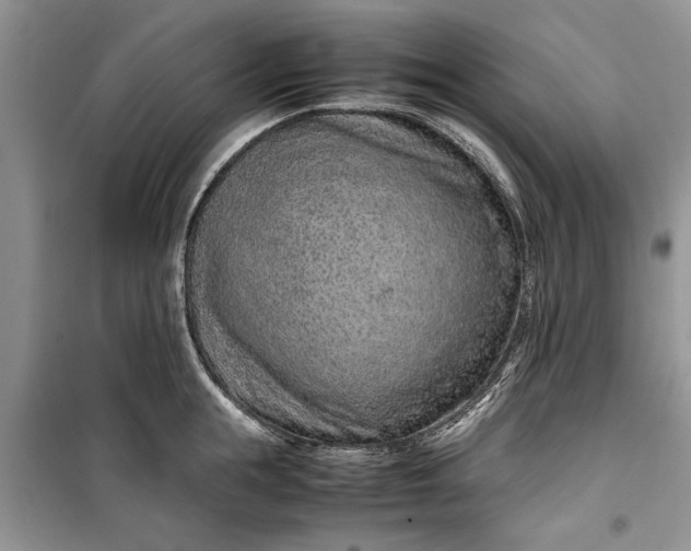 X0000099510855200805291148