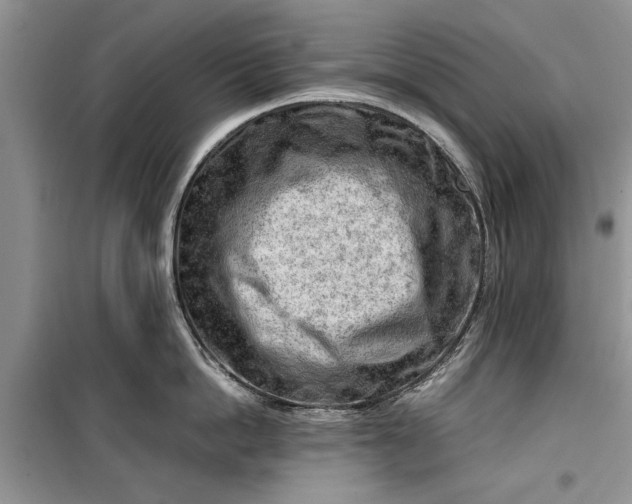 X0000099510862200805291148