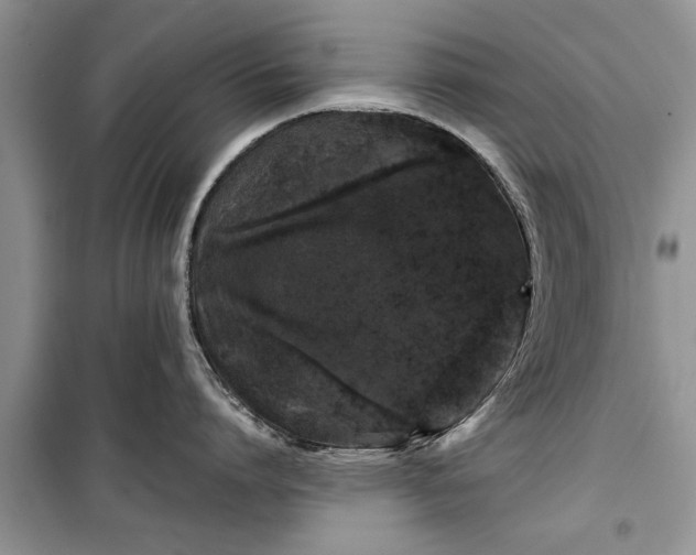 X0000099510864200805291148