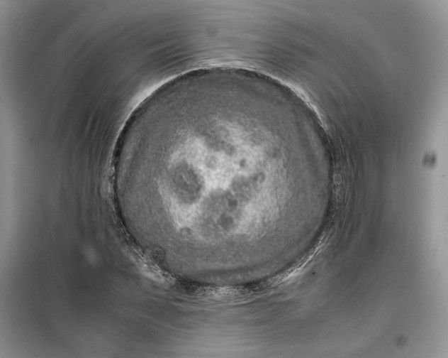 X0000099510879200805291147