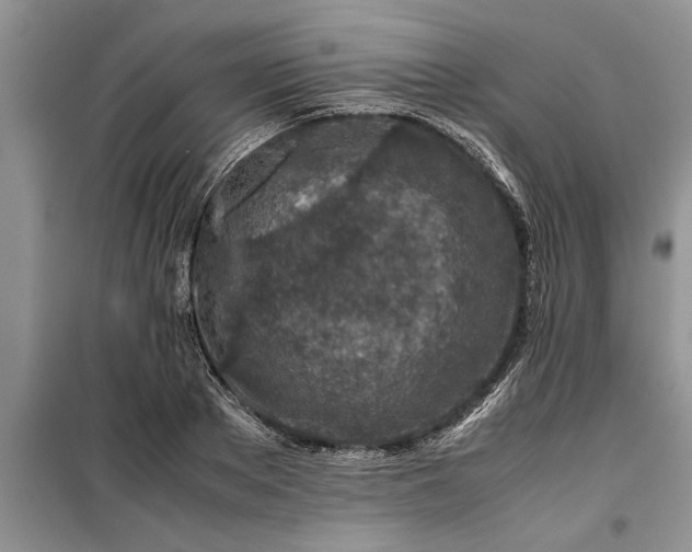 X0000099510889200805291147