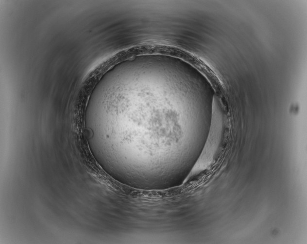 X0000099510919200805291146