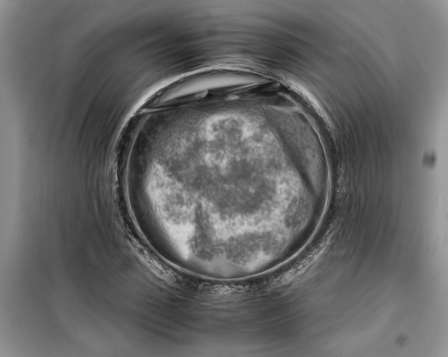 X0000099510923200805291146