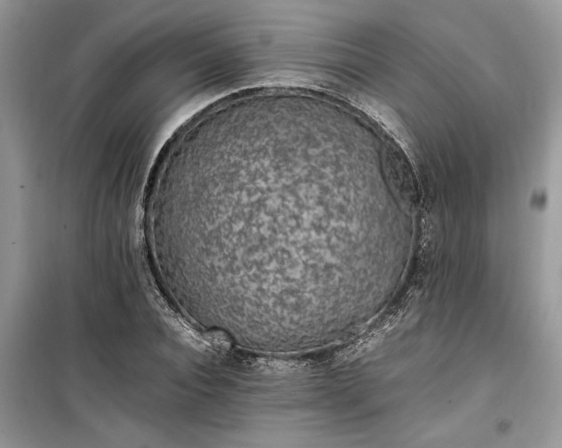 X0000099510928200805291146