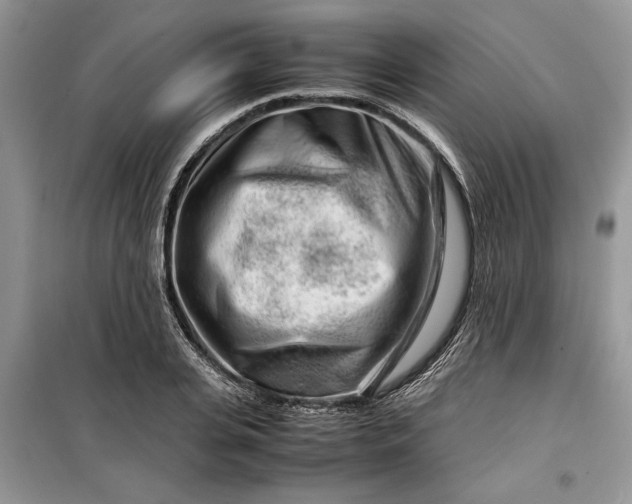 X0000099510935200805291146