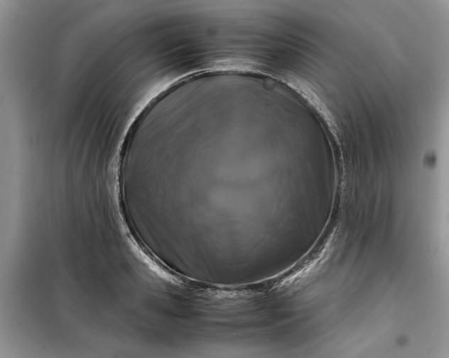 X0000099510941200805291146