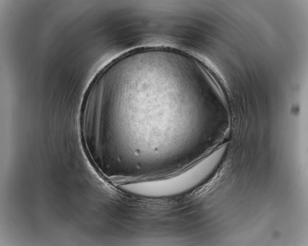 X0000099510943200805291146