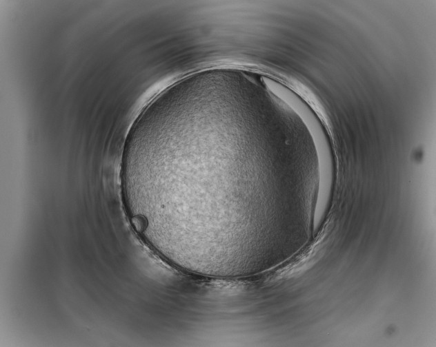 X0000099510954200805291146