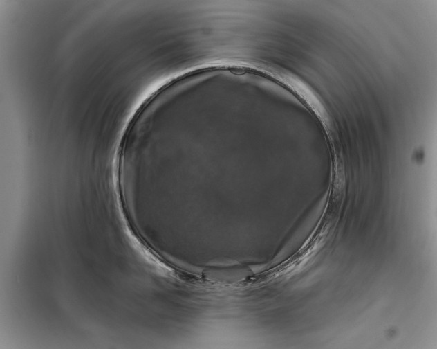 X0000099510958200805291146