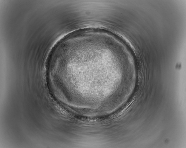 X0000099510975200805291146