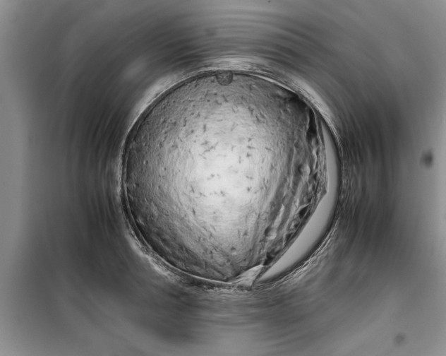 X0000099510994200805291145