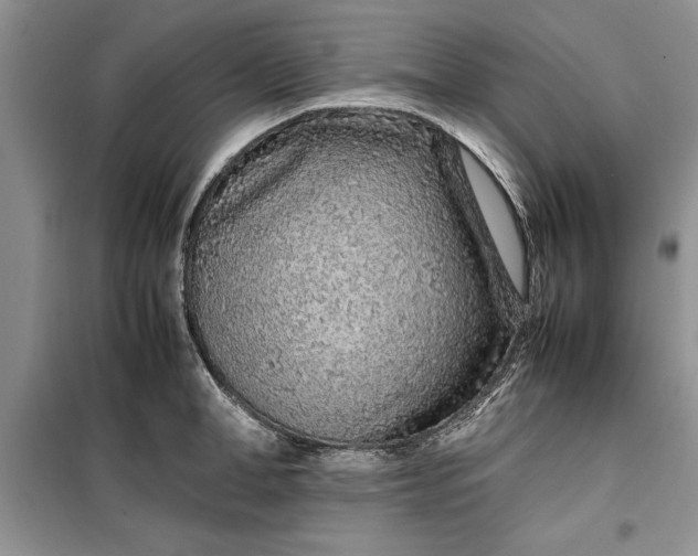 X0000099510998200805291145