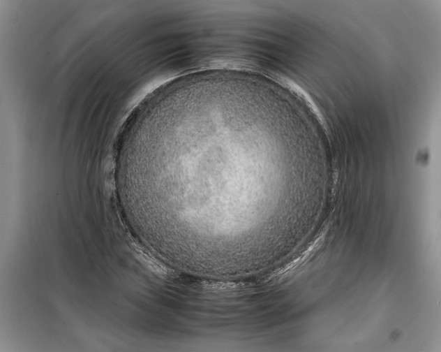 X0000099511019200805291144