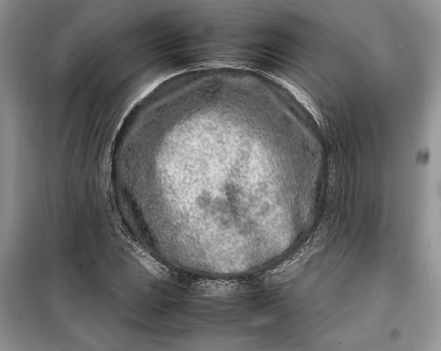 X0000099511023200805291145