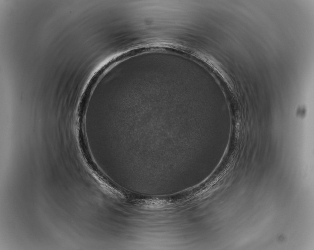 X0000099511024200805291145