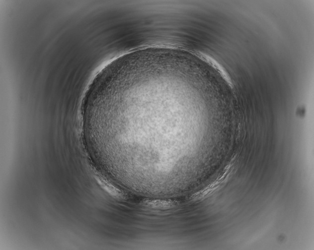 X0000099511027200805291145