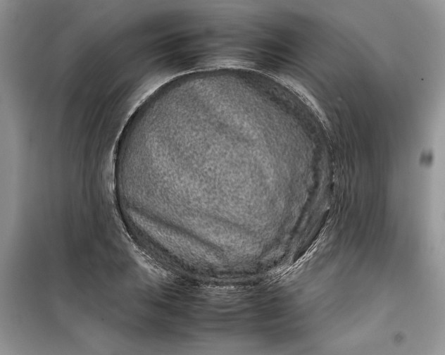 X0000099511031200805291145