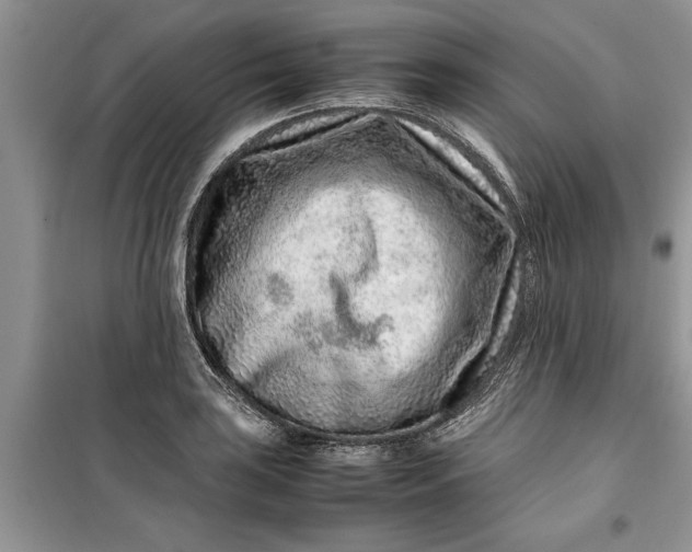 X0000099511035200805291145