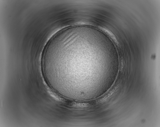 X0000099511039200805291145