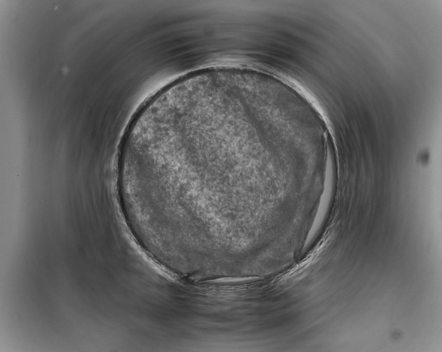 X0000099511045200805291145