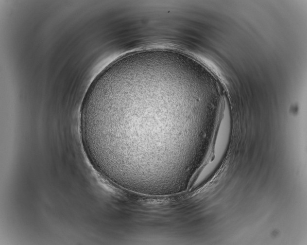 X0000099511047200805291145