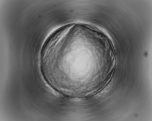 X0000099511048200805291145