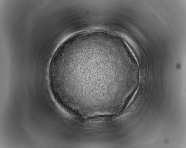 X0000099511055200805291145