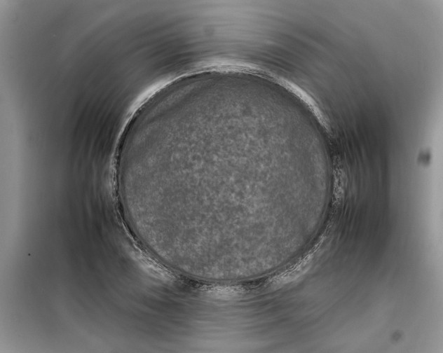 X0000099511074200805291144