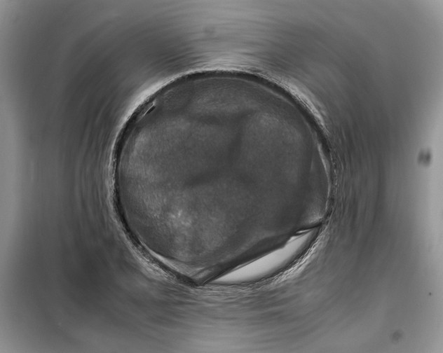 X0000099511077200805291144