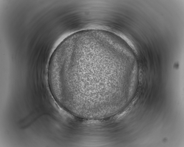 X0000099511094200805291144