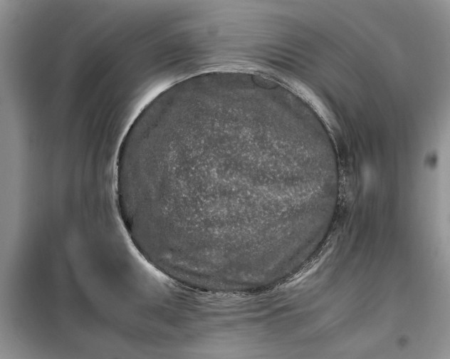 X0000099511095200805291144