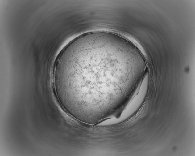 X0000099511101200805291144