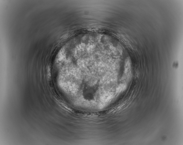 X0000099511106200805291143