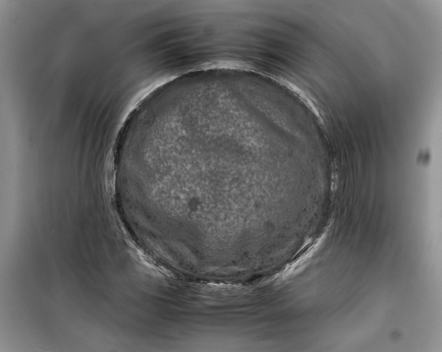 X0000099511117200805291143