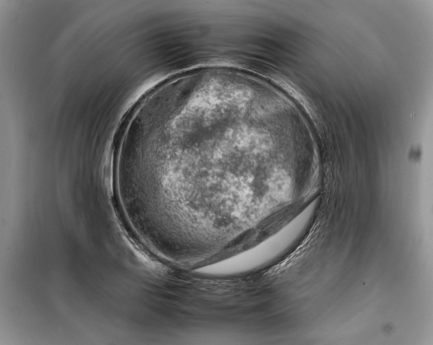 X0000099511127200805291143