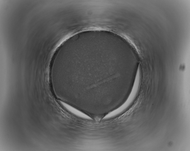 X0000099511173200805291143