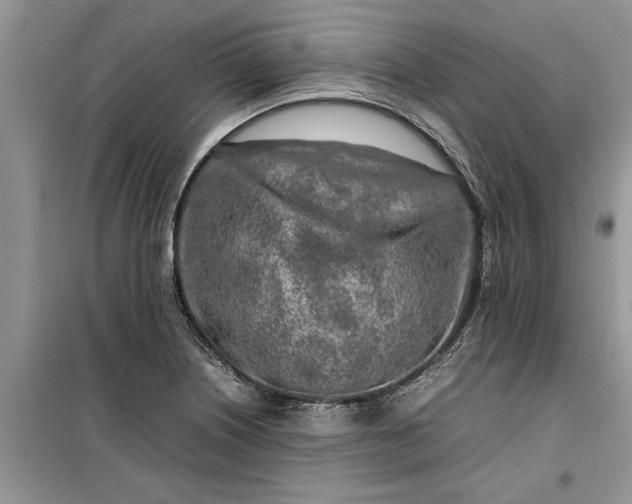 X0000099511226200805291142