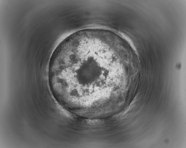 X0000099511231200805291142