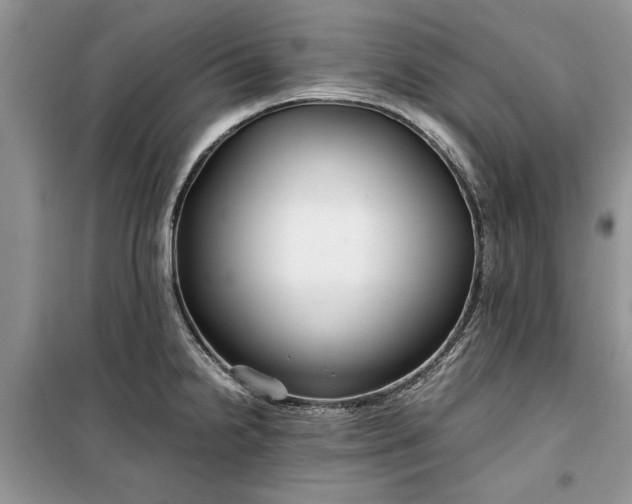 X0000099511238200805291142