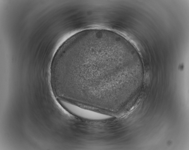 X0000099511239200805291142