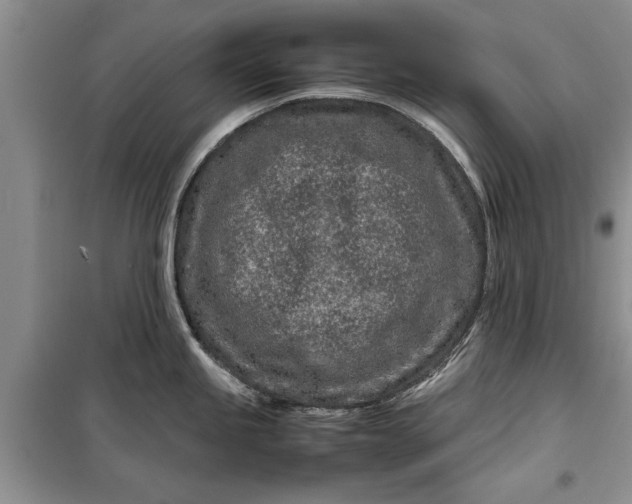 X0000099511245200805291142