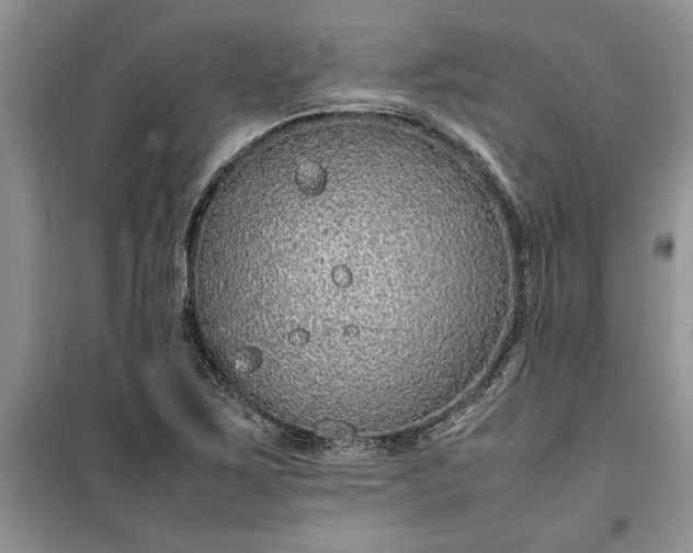 X0000099511267200805291141