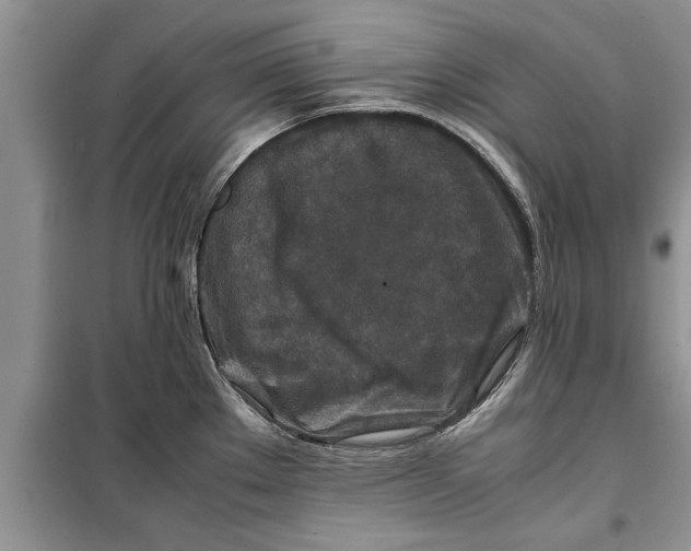 X0000099511289200805291141