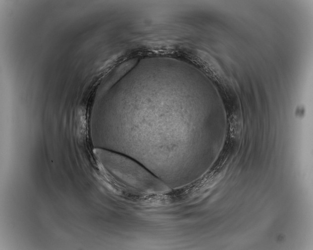 X0000099511298200805291140