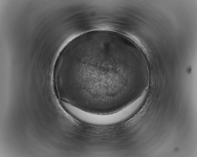 X0000099511331200805291141