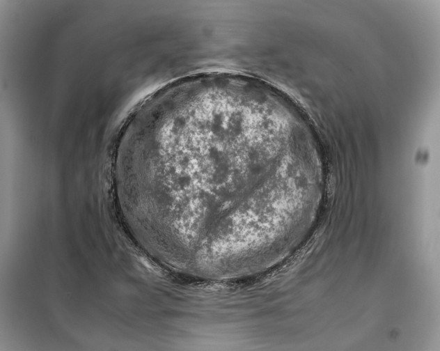 X0000099511359200805291140
